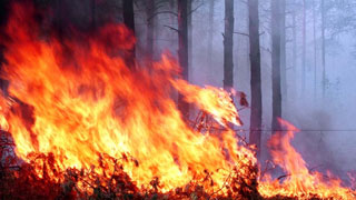 Более ста человек тушат лесной пожар в Саратовском районе
