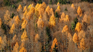 В Саратовской области ограничивается доступ в леса