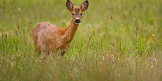 Ртищевского браконьера заставили выплатить компенсацию за убийство косули Ртищевского браконьера заставили выплатить компенсацию за убийство косули