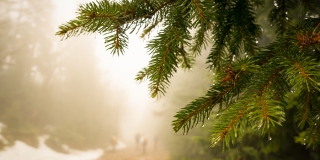 В саратовских лесхозах запретили вырубать елки ради продажи к Новому году В саратовских лесхозах запретили вырубать елки ради продажи к Новому году