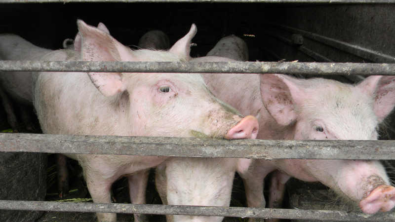 В Хвалынском районе свиньи заболели  африканской чумой