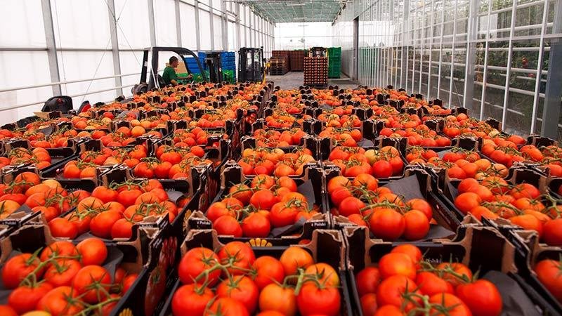 В Саратове измельчили 1,5 тонны турецких помидоров