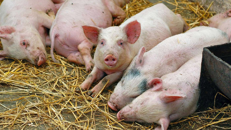 В Воскресенском районе выявлен очаг африканской чумы свиней