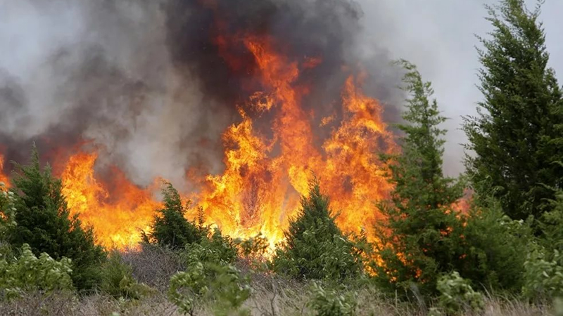 Ущерб лесам Саратовской области от пожаров превысил 50 млн рублей