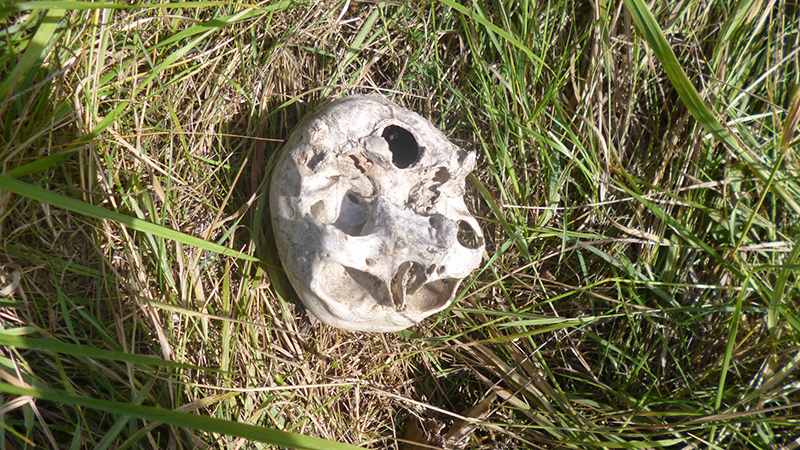 В Аткарском районе тракторист обнаружил в поле скелет человека