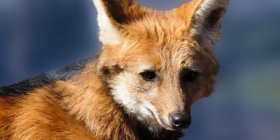 В Старых Бурасах объявлен карантин после смерти бешеной лисы