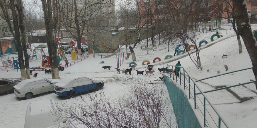 Хозяйка частного приюта обвинила саратовцев в появлении свор бездомных собак