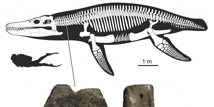 Под Саратовом нашли останки плиозавра, жившего 100 млн лет назад