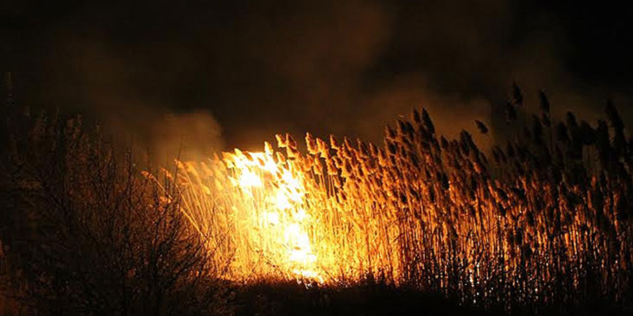 Пожароопасный режим. В Саратове с начала года трава и камыш горели 131 раз