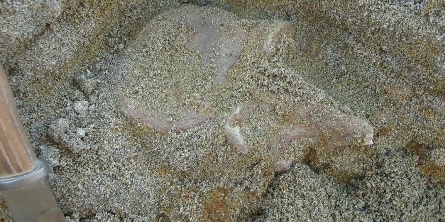 Под Саратовом ученые нашли кости гигантской морской черепахи