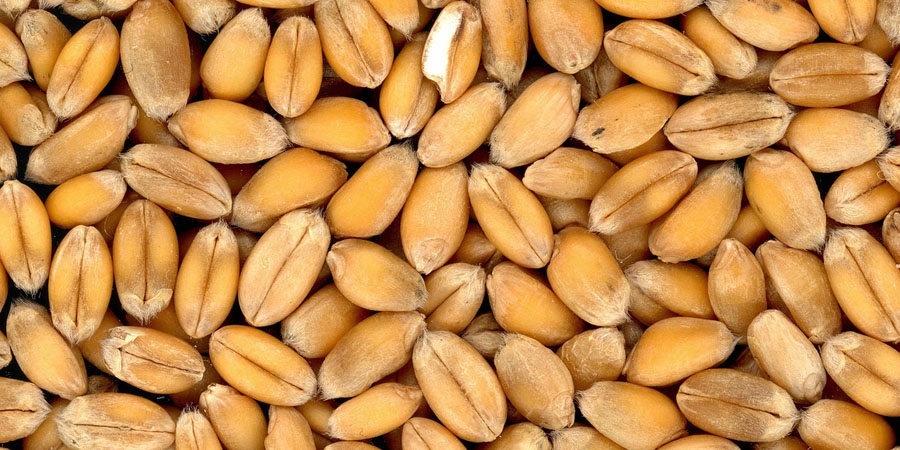 Саратовский Россельхознадзор не пустил в Казахстан 20 тонн подкарантинной пшеницы