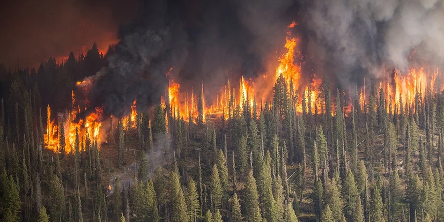 В РФ штрафы за нарушение пожарной безопасности в лесу увеличат в 10 раз