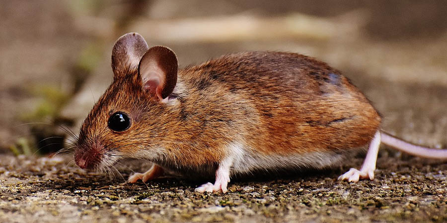 В Саратовской области за октябрь 5 человек заразились мышиной лихорадкой