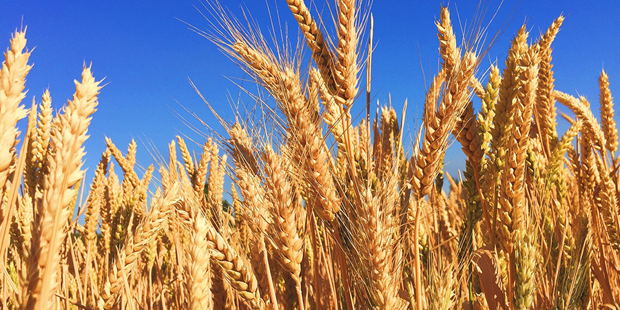 Саратовский Россельхознадзор не пустил в Казахстан 20 тонн пшеницы без сертификата