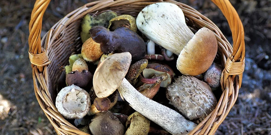 В Саратовской области 5 местных жителей отравились грибами