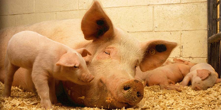 Уже в 4 саратовских «Магнитах» введен карантин из-за чумы свиней
