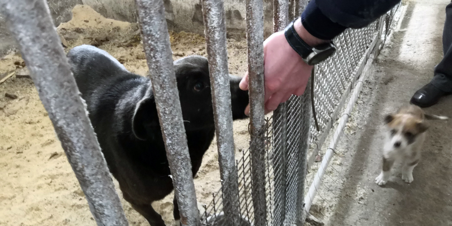 В Саратове владельцев приютов для животных освободили от земельного налога
