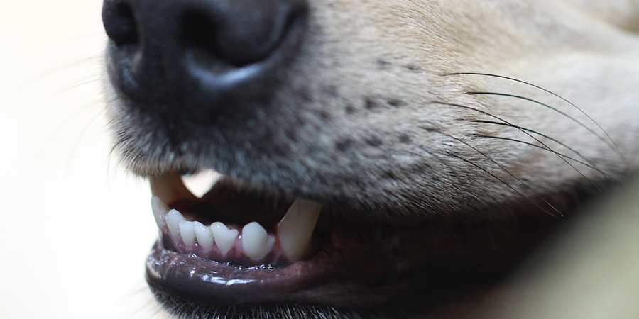 В Саратове СК проверяет еще 3 факта нападения собак на несовершеннолетних
