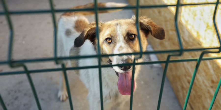 В Саратове запретили выпускать бездомных собак возле школ и детсадов