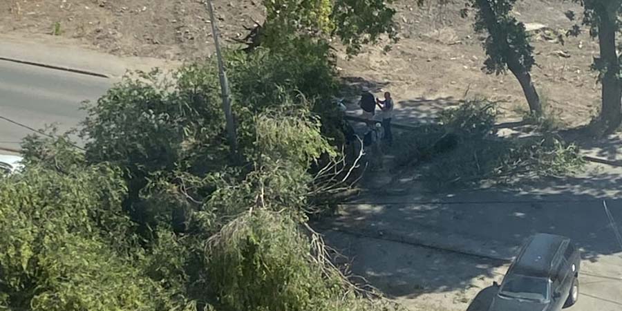 В Заводском районе на автомобиль рухнуло дерево