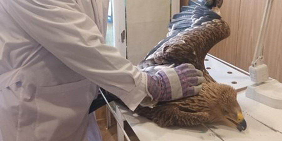 В Петровске ветеринары спасли подстреленного краснокнижного орла