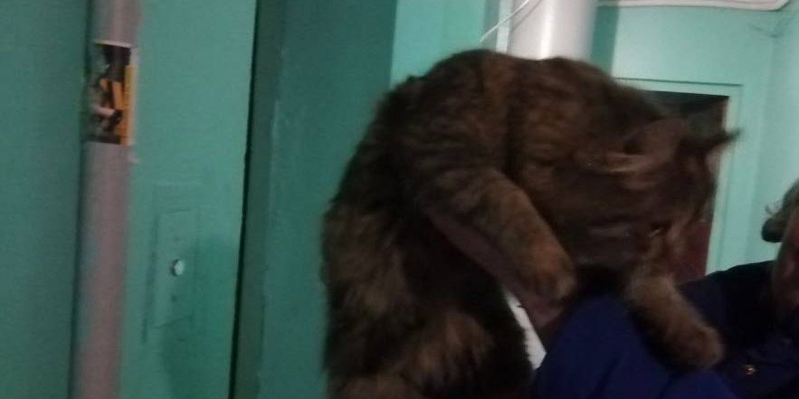 В Балакове спасатели извлекли из вентиляционной шахты кота