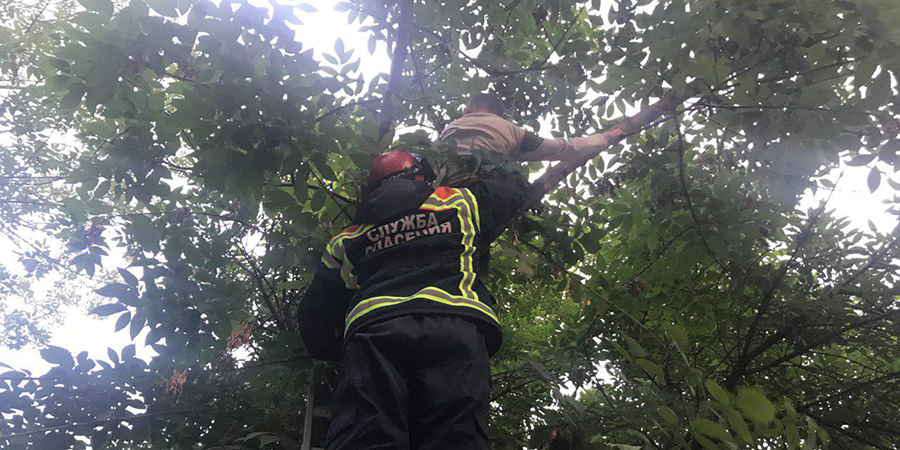 В Энгельсе спасатели сняли с дерева застрявшего ребенка