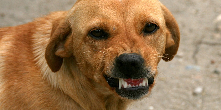 В Энгельсе чиновники  заплатят 30 тысяч за укушенную собакой девочку