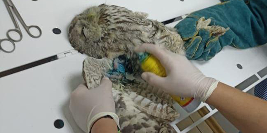 Вольские ветеринары спасли совенка с поврежденным крылом