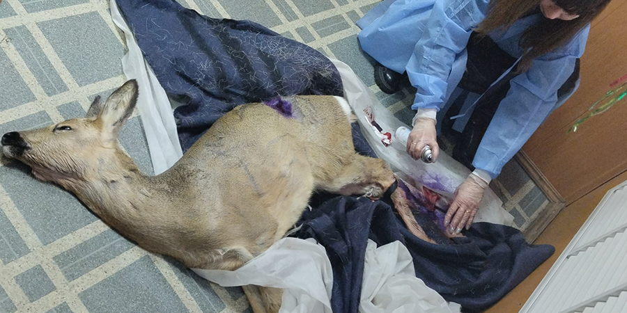 В Ртищеве ветеринары спасли застрявшую в заборе косулю