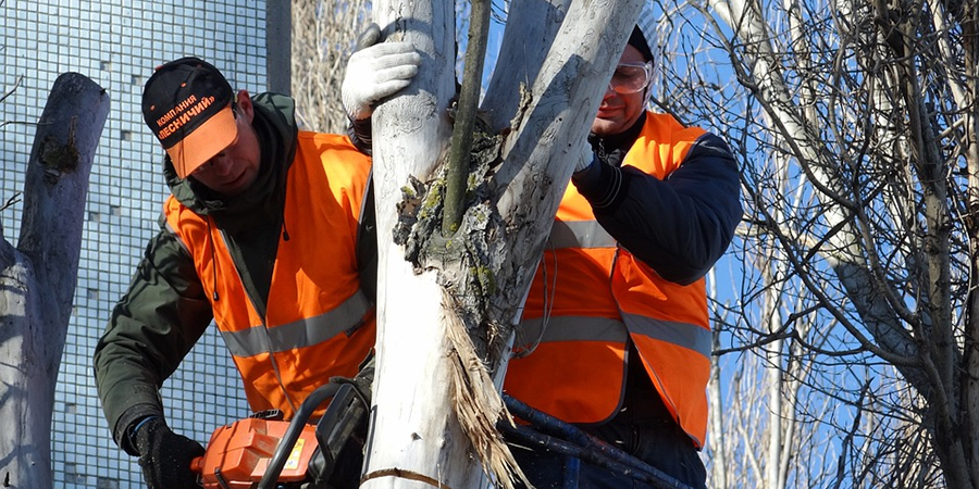«Зеленая комиссия» одобрила сруб аварийных деревьев в горпарке