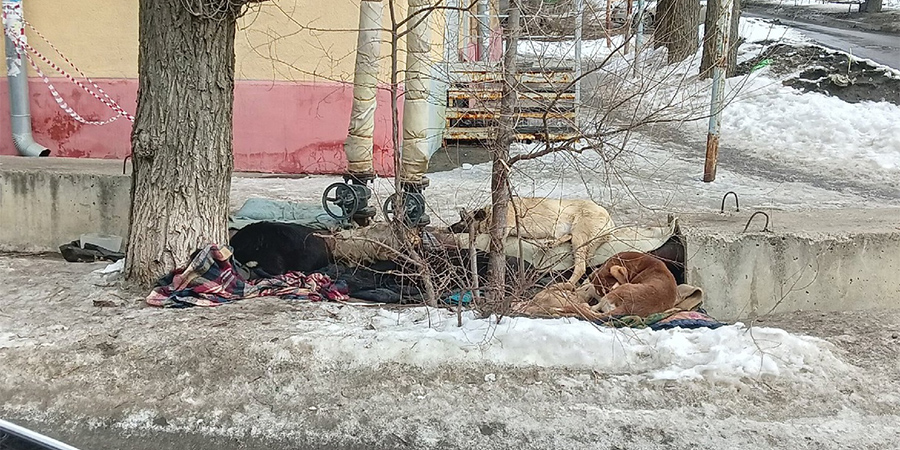 На Соколовой горе жители опасаются стаи собак из-за нападения на девочку