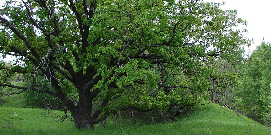 В Саратове двухсотлетний дуб вошел в реестр самых старых деревьев России