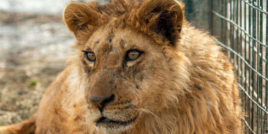 Ветеринары: В Саратове спасенного льва Бонифация избивали и плохо кормили