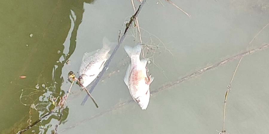 В Краснокутском районе по берегу реки Еруслан находят дохлую рыбу