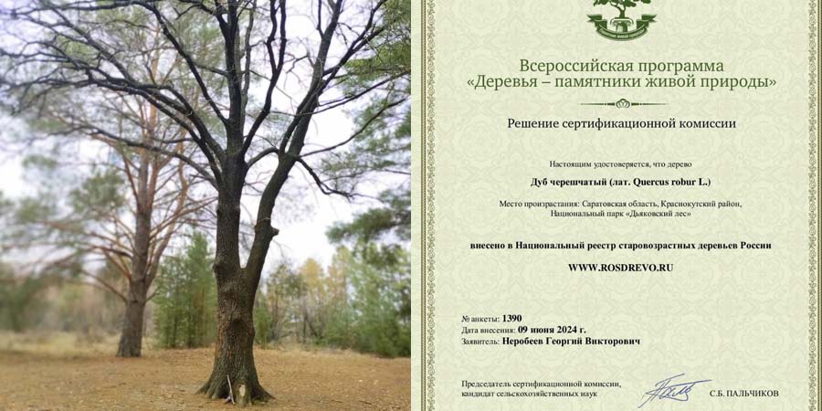В Дьяковском лесу «дуб желаний» признали старовозрастным деревом России