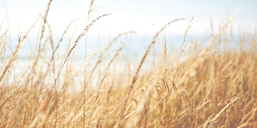 В Саратовской области собрали первый миллион тонн зерна