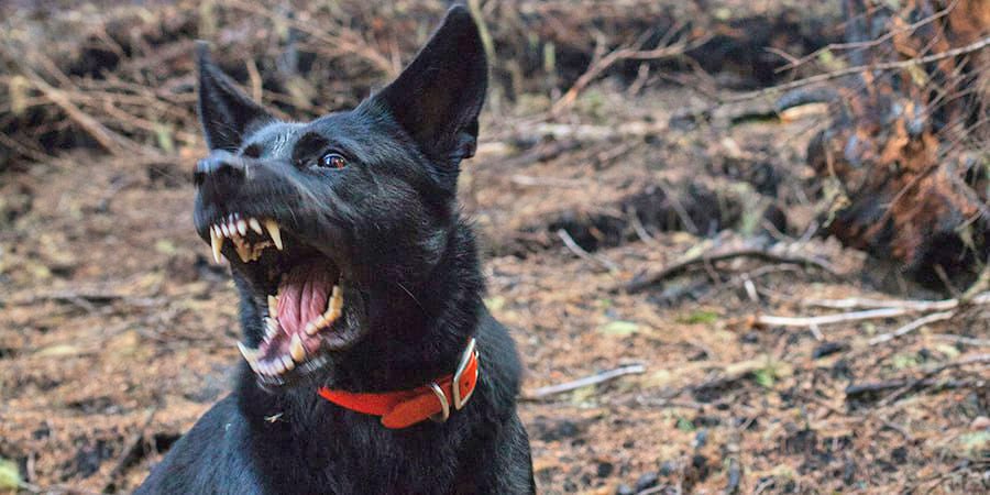 Саратовские депутаты инициируют штрафы для безответственных собачников