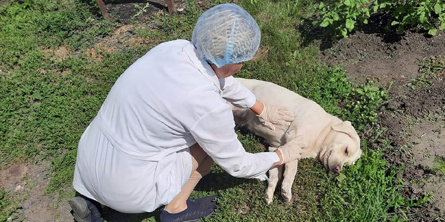 В Петровске ветеринары спасли лабрадора Велли с тепловым ударом