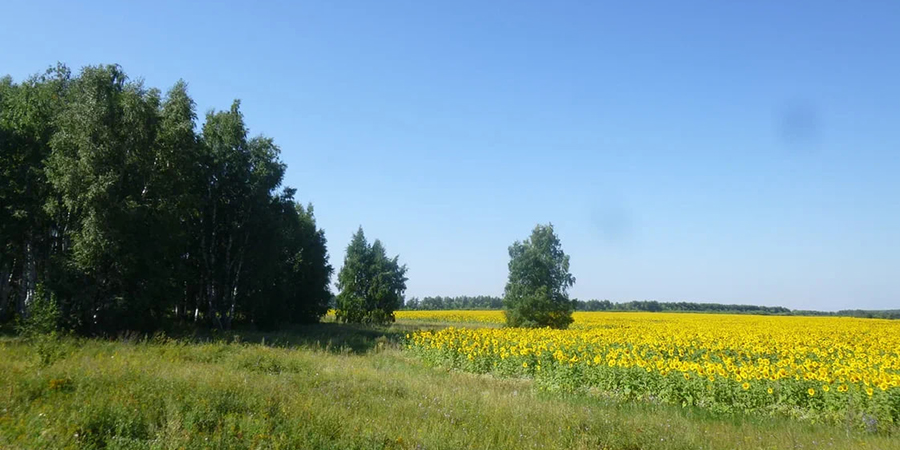 В Саратовской области на выходные обещают прекрасную погоду для отдыха