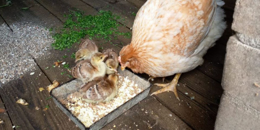 В Хвалынском парке курица высидела шесть птенцов павлина