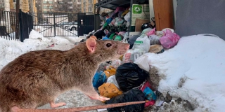 Разводчик крыс под опекой минприроды Разводчик крыс под опекой минприроды