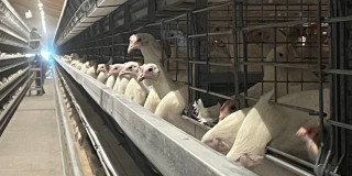 Куриный полет саратовских птицеводов Куриный полет саратовских птицеводов