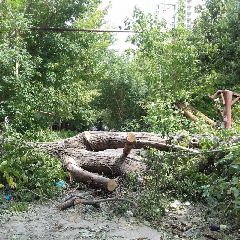 Дерево упало на дорогу