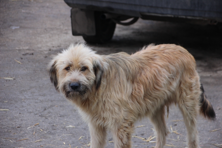 150 собак. Dog 150x150.