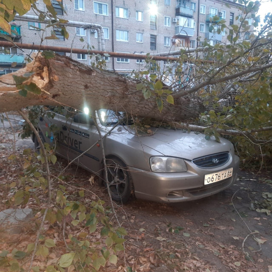 В Балашове дерево рухнуло на пикап «Тойота Хайлюкс»