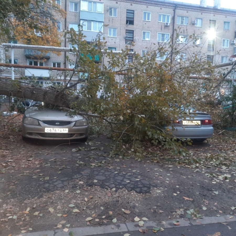 В Балашове дерево рухнуло на пикап «Тойота Хайлюкс»