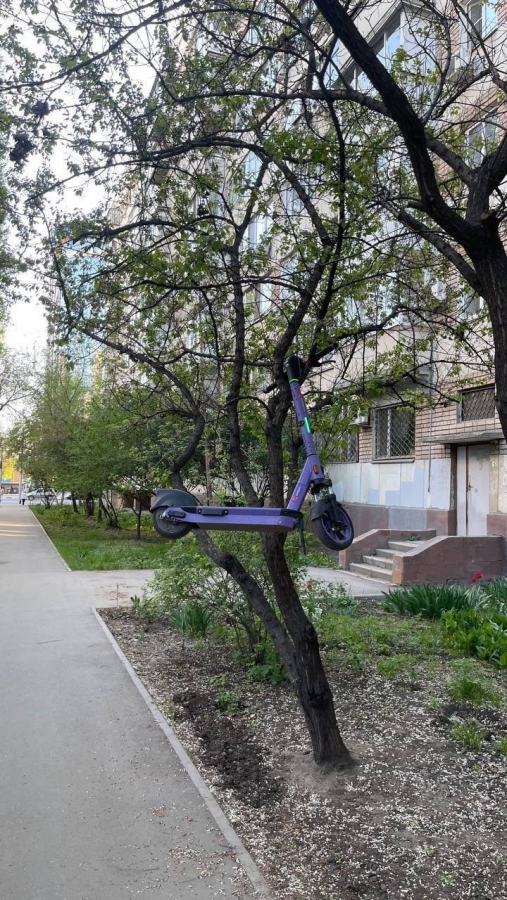 Саратовцев рассмешил припаркованный на дереве самокат
