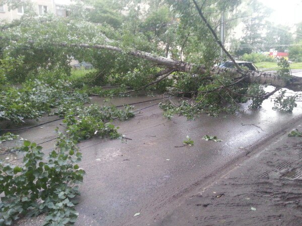 Мы сели отдохнуть на поваленную ветром иву. Ветер повалил деревья а Киренском районе. 30 Июля упало дерево Огородная 147 Саратов заводской район. Вчерашний ветер в Кавалерово. Шатура дерево упало за детской поликлиникой.