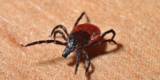 В Саратовской области более 40 человек пострадали от укусов клещей В Саратовской области более 40 человек пострадали от укусов клещей